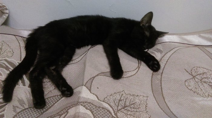 (2015-08-30) Maloo eats a lot and sleeps all day, and she insists on sleeping on my bed, despite she has her own!