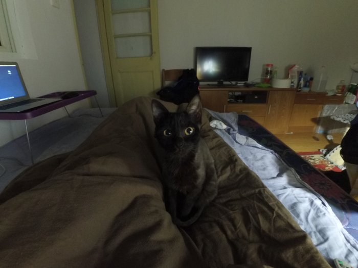 (2015-10-30) Maloo hasn't got her hair recovered, and she likes to stare at me :)